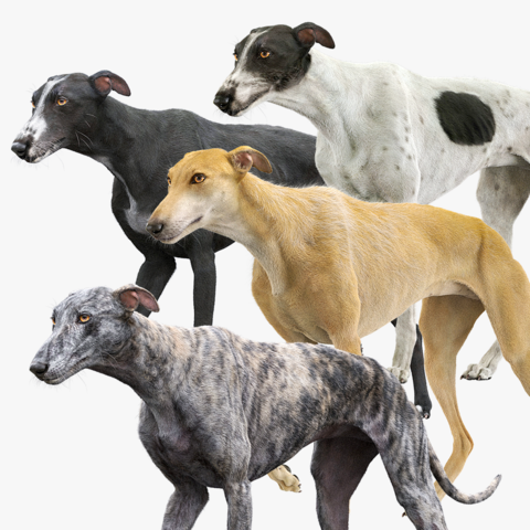 Greyhound Fur Animated Collection