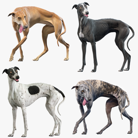 Greyhound Collection Rigged