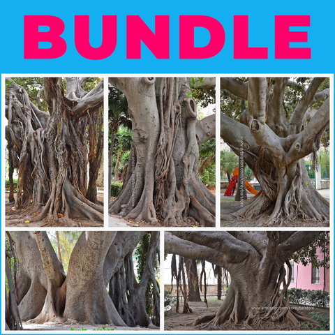 5 FICUS TREES  - 5 PHOTOGRAMMETRY IMAGE PACKS BUNDLE - EXT. COMMERCIAL LICENSE
