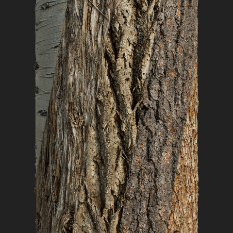 Bark Collection 01