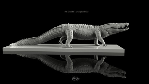 Nile Crocodile 3D Model - T-Pose, LowPoly, SubD, and HighPoly Decimated