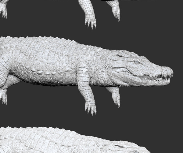 ArtStation - Nile Crocodile 3D Model - T-Pose, LowPoly, SubD, and ...