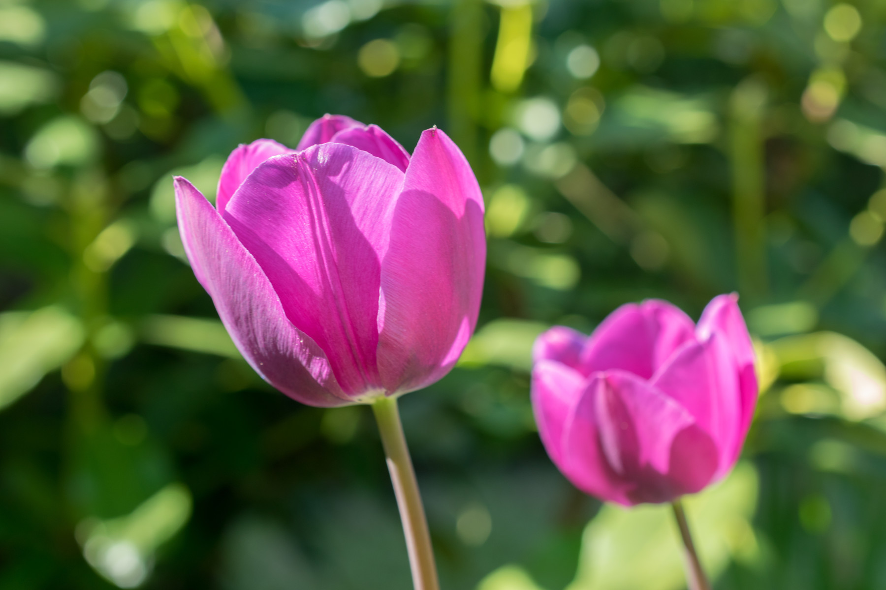 ArtStation Reference Flower and Macro Pack 100 Resources