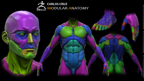Modular Anatomy Male