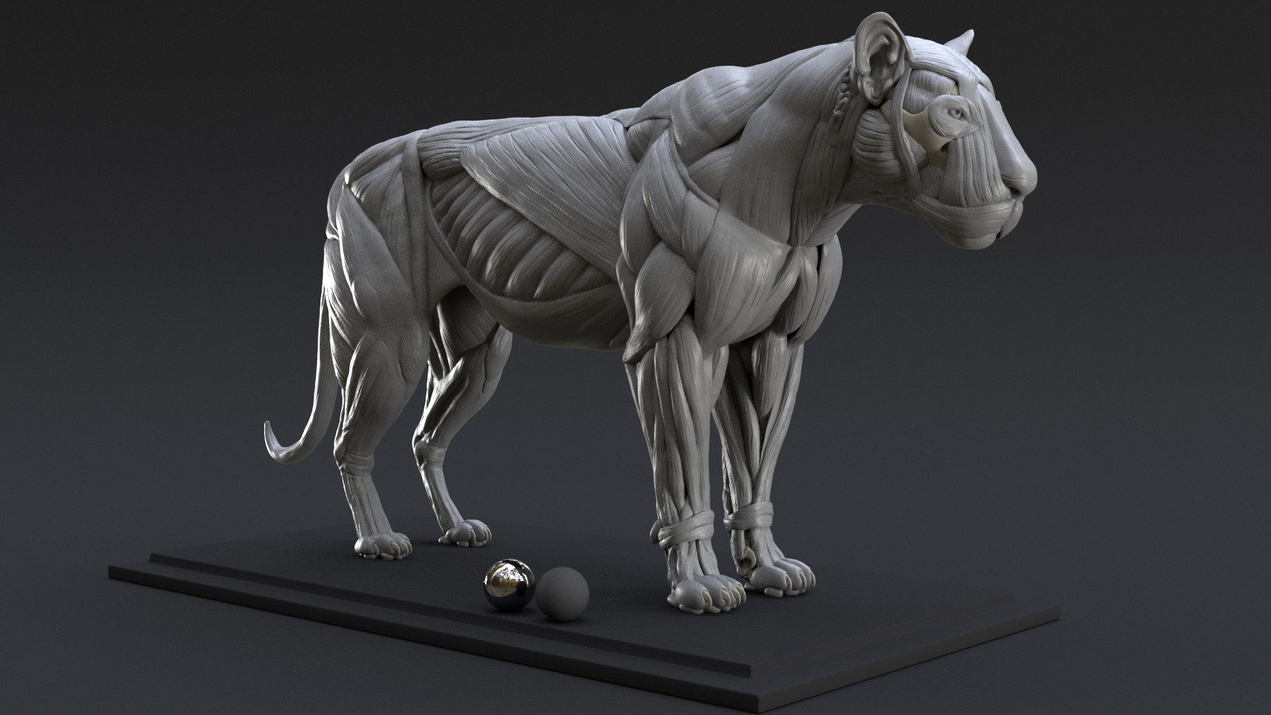 ArtStation - Lion Ecorche - Model Muscles Study - 3D model | Resources