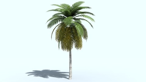 Palm Tree 3D model