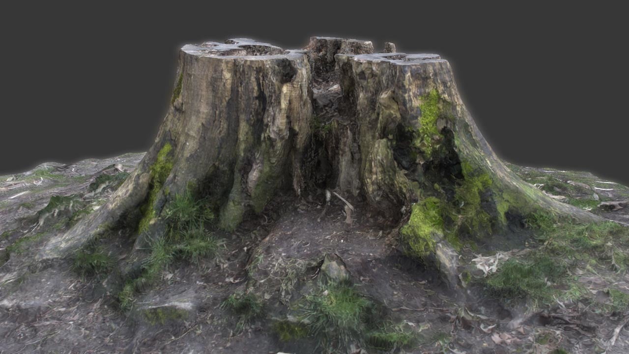 ArtStation - Scanned Tree Stump - Zbrush file and OBJ with textures 3D ...