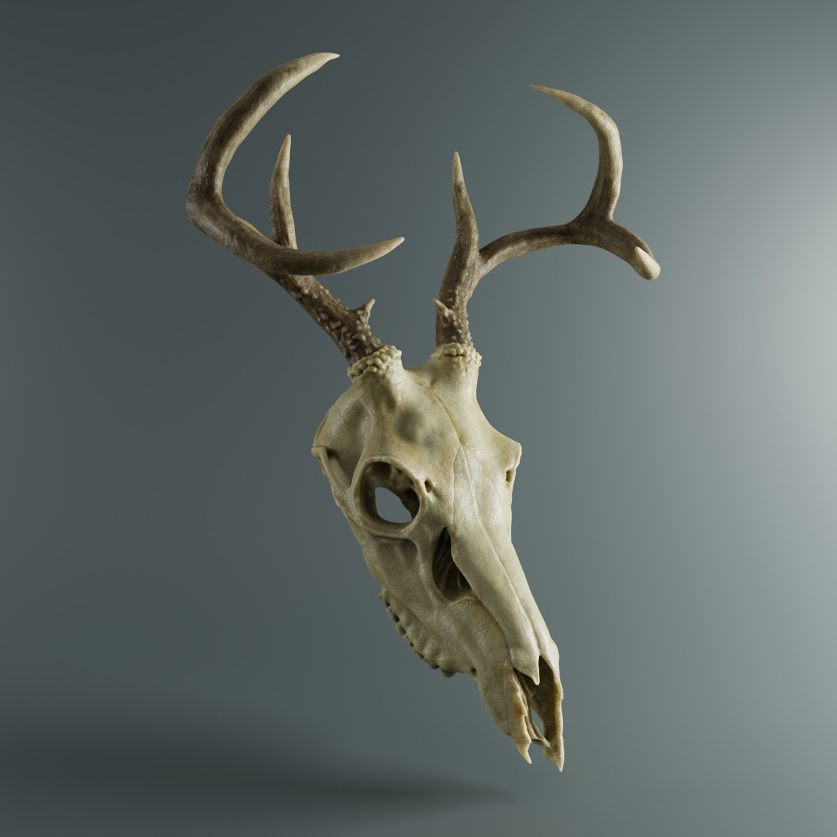 deer island skull and bones