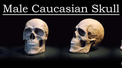 Male Caucasian Skull