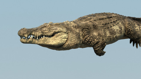 Crocodile Maya Rig