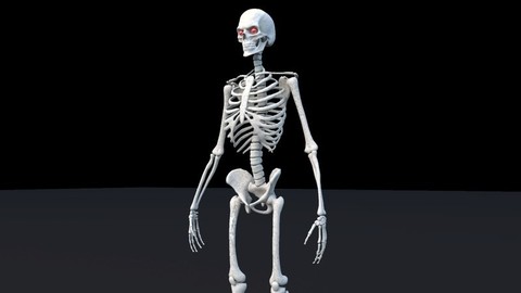Skeleton Maya Rig