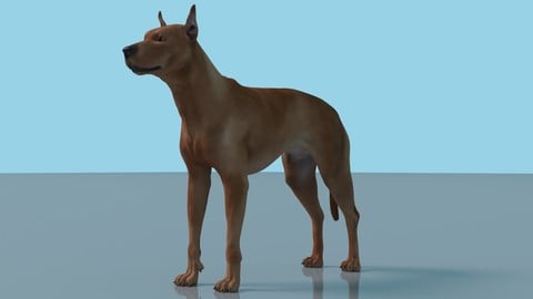 German Pinscher Dog Maya Rig