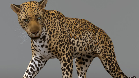 Leopard Maya Rig