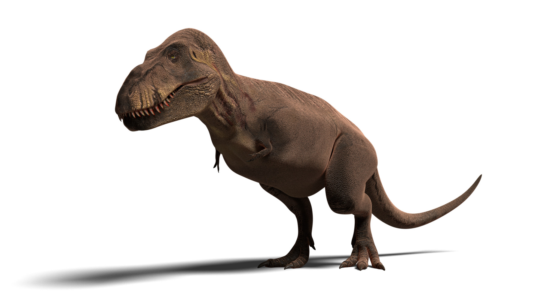 t rex 3d model