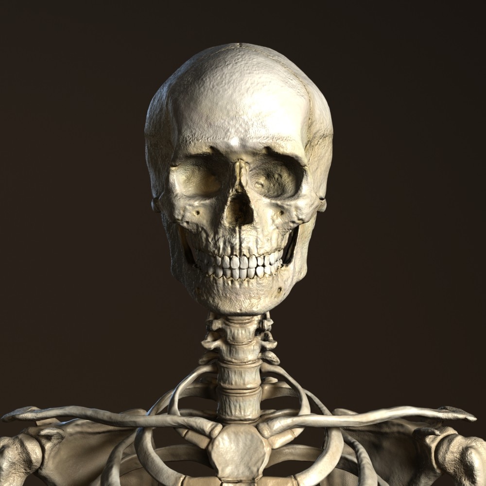 Мужской скелет