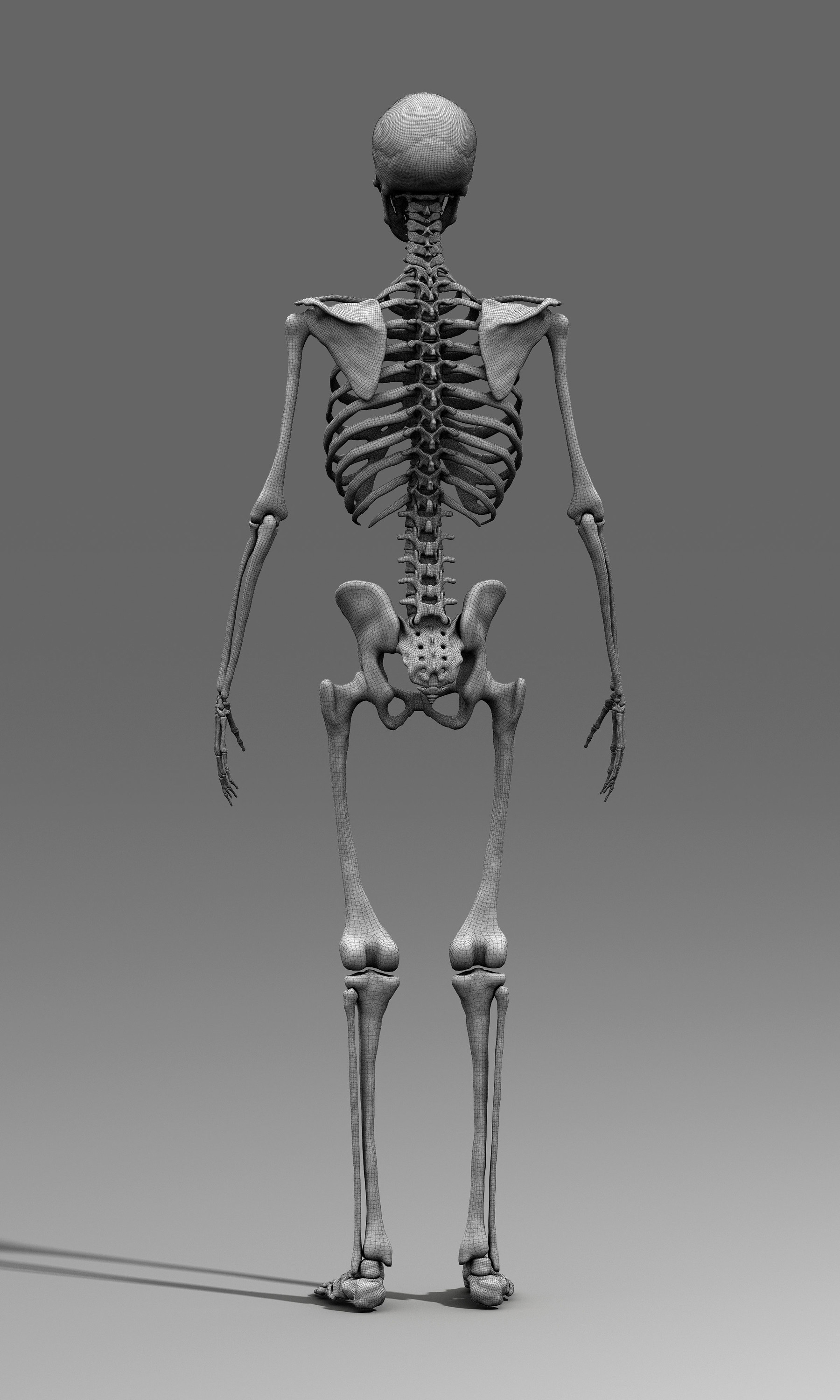 ArtStation - Human Anatomy Male Skeleton | Resources