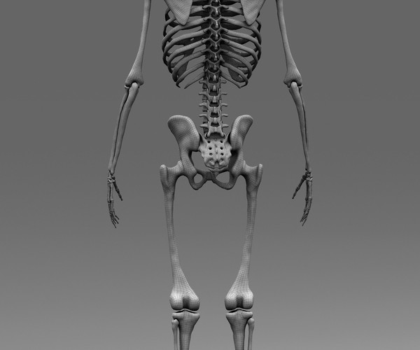 Artstation Human Anatomy Male Skeleton Resources