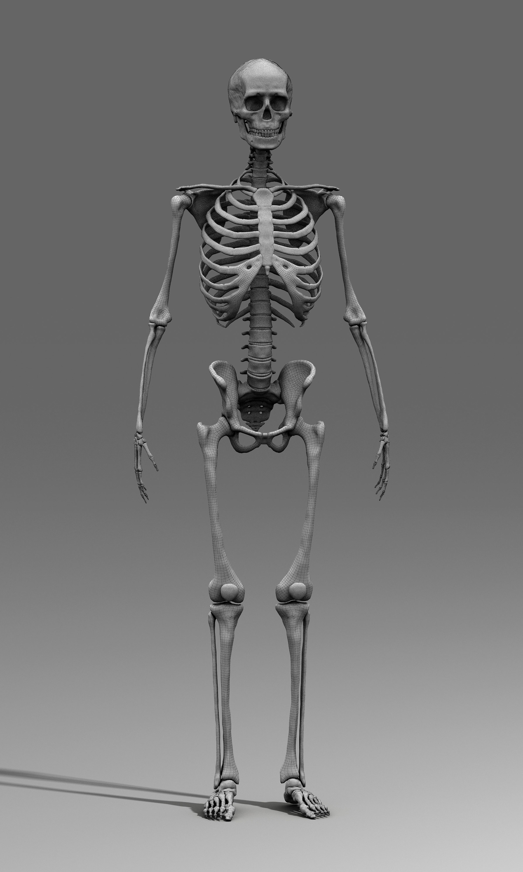 human skeleton male female