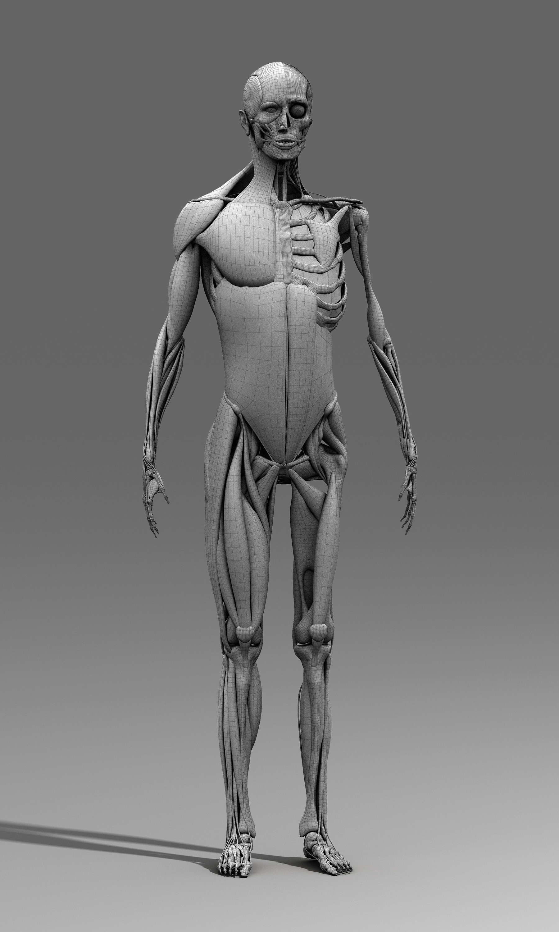 Male Anatomy Art - Male Anatomy Diagram Front View - Male Skeleton