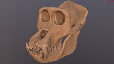 Gorilla Skull (Refined Scan)