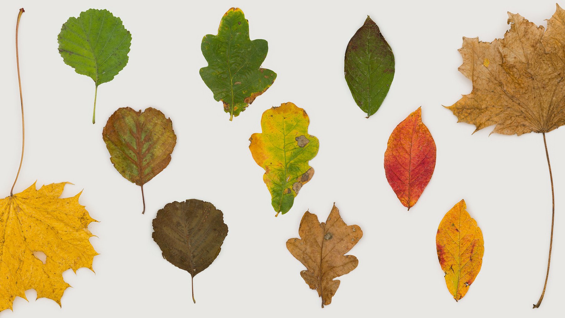 Autumn Leaves Photo Pack 1