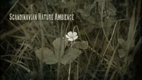 Scandinavian Nature Ambience