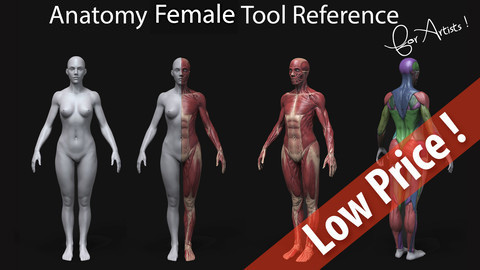 Anatomy Female Tool Reference for Artists !