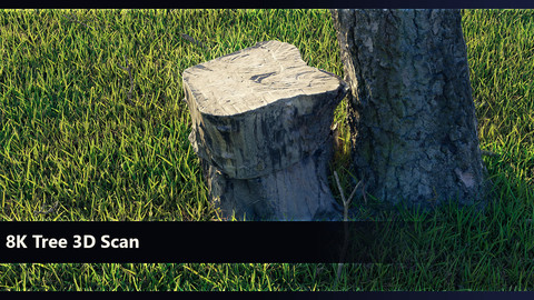 8K Tree Scan