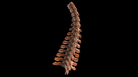 Spine