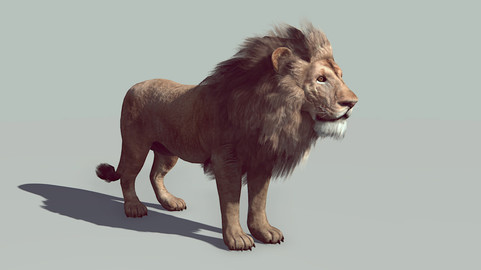 Male Lion - realtime