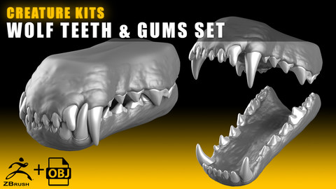 CREATURE KITS: Wolf Teeth & Gums - High Poly OBJ File / ZBrush File with Subdivisions