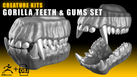 CREATURE KITS: Gorilla Teeth & Gums - High Poly OBJ File / ZBrush File with Subdivisions