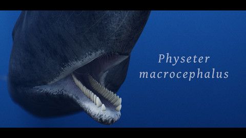 Sperm Whale / Cachalot - 3D model