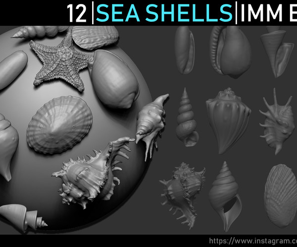 sea shells in zbrush