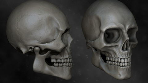 Human skull