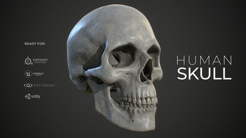 Human Skull