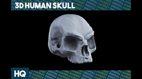 Human Skull