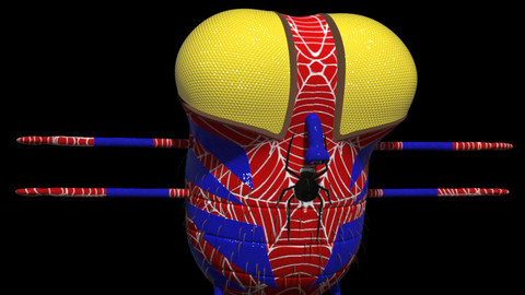 Spidey McFly Maya Rig
