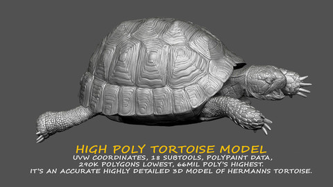 HIGHLY DETAILED TORTOISE 3D MODEL