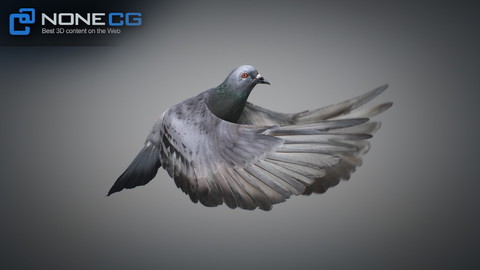 Animated Rock Dove