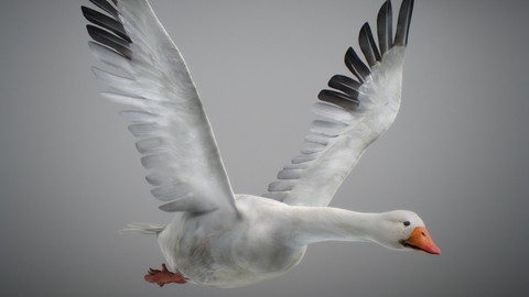 Animated Snow Goose