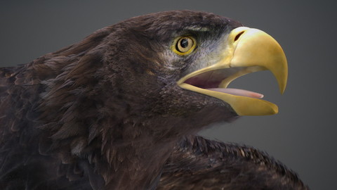 Animated Golden Eagle