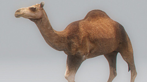 Animated Camel