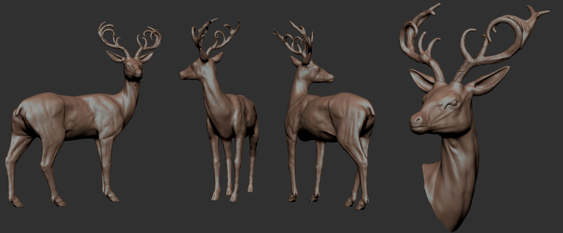 zbrush deer muscle