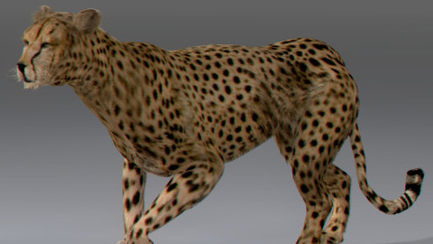 Cheetah