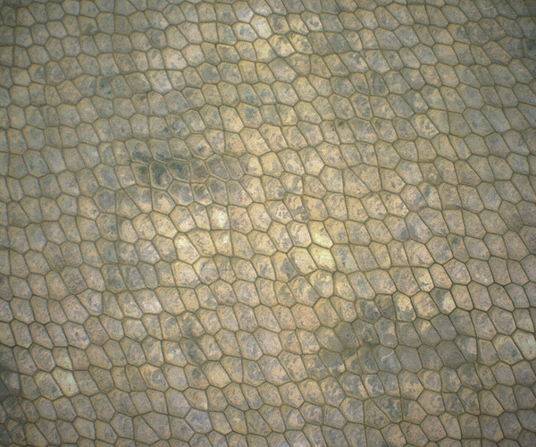 ArtStation - Reptile skin texture pack | Resources