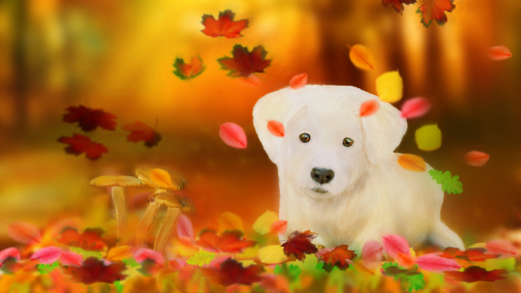 cute small white puppy