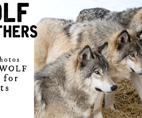 ArtStation - 55+ Wolf Reference Photos for Artists | Resources