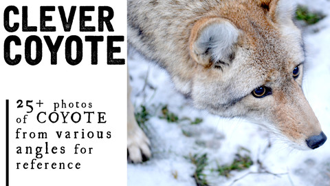 25+ Coyote Photos for Artists