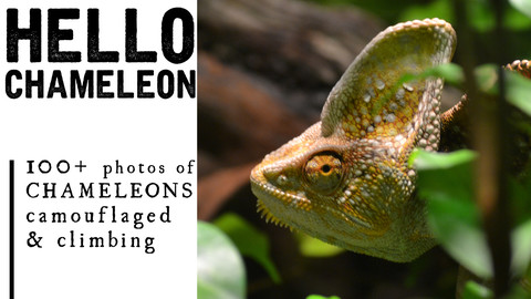 100+ Chameleon Photos for Artists